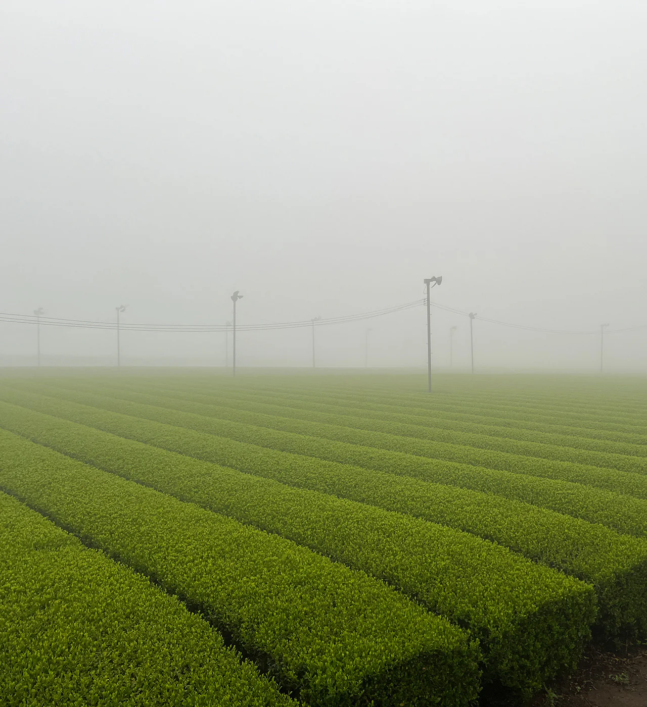 Thé sencha Yutaka Midori de Kagoshima ⋅ Sueshige Seicha ⋅ 60g - Image 3