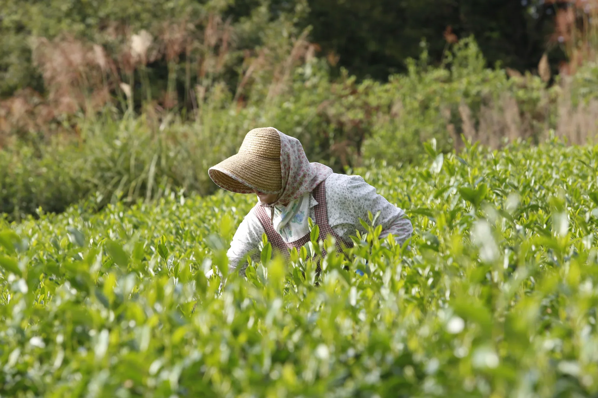 Thé vert yame sencha primeur de Fukuoka shincha 2026 ⋅ 40g ⋅ [Pré-commande, Envoi Mi-Mai] ⋅ Chikiriya ⋅ 40g - Image 6