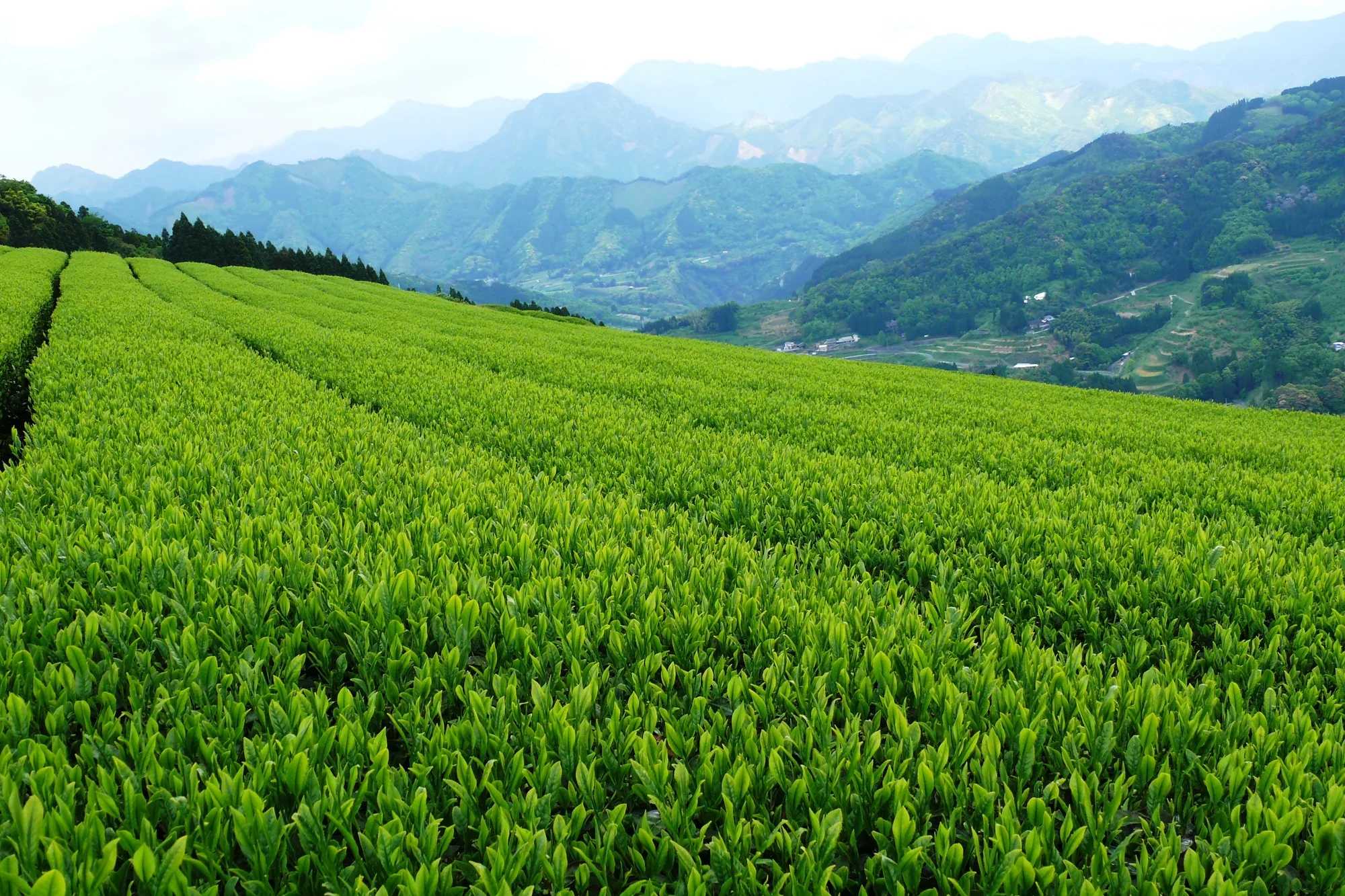 Thé vert yame sencha primeur de Fukuoka shincha 2026 ⋅ 40g ⋅ [Pré-commande, Envoi Mi-Mai] ⋅ Chikiriya ⋅ 40g - Image 7